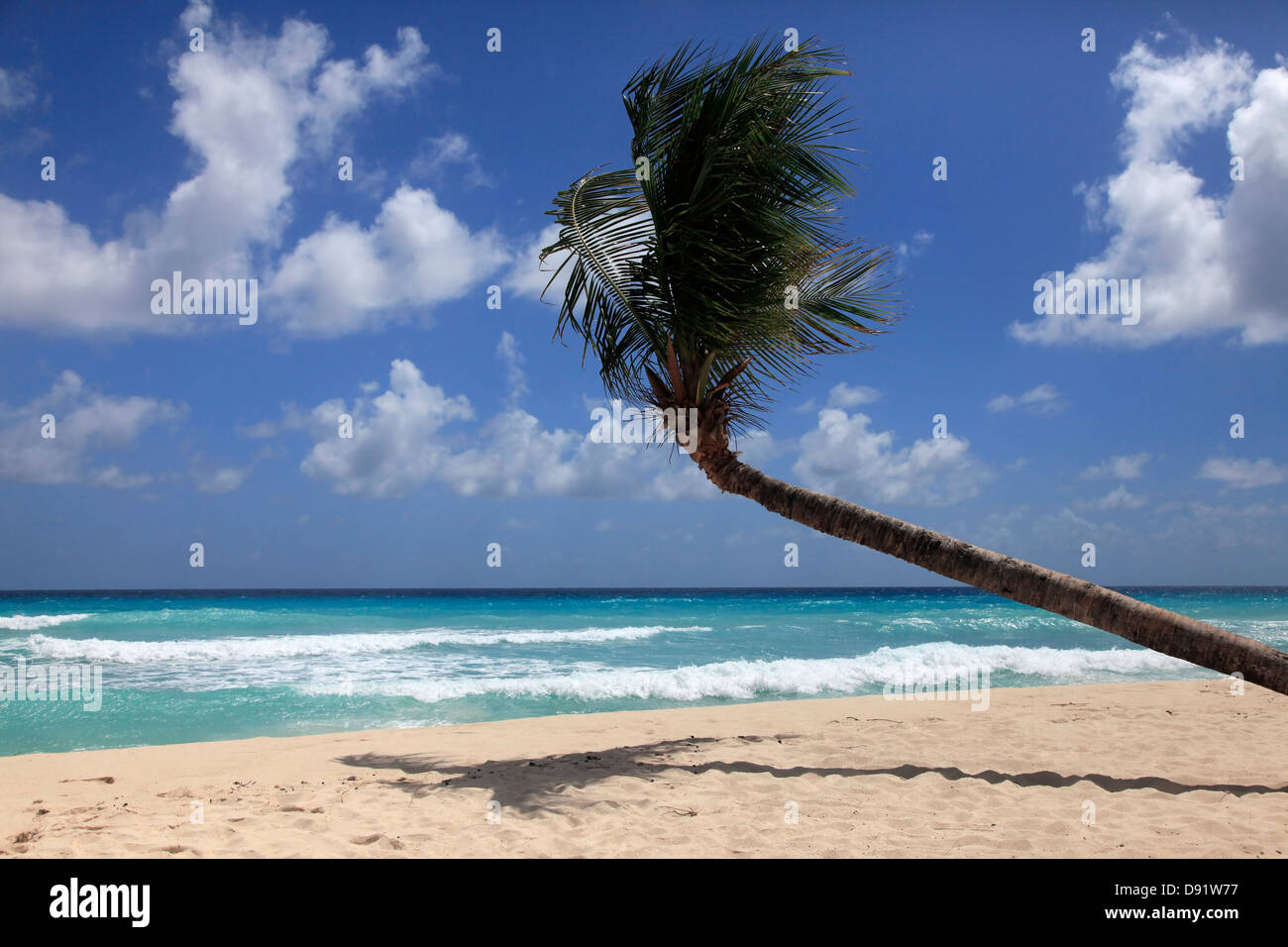 Plage tropicale intacte d'un palmier en Barbade Banque D'Images