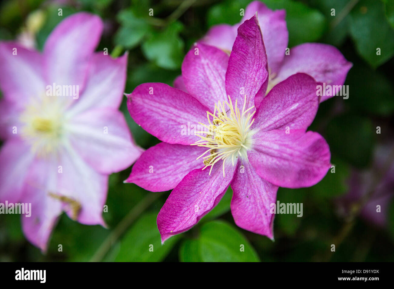 Clematis fleurit au début du printemps signifie le changement des saisons. Banque D'Images