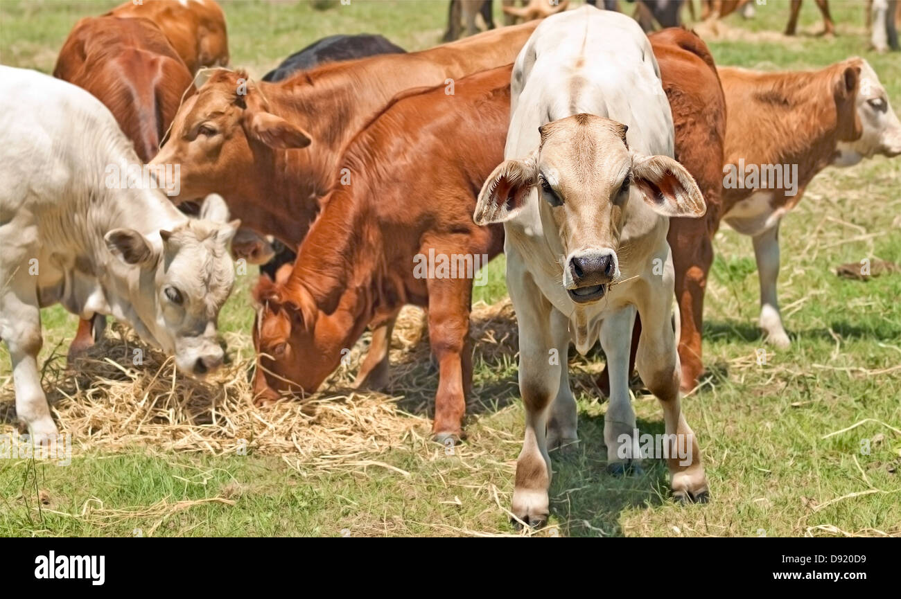 Les jeunes veaux bovins australiens sur le foin d'alimentation Banque D'Images