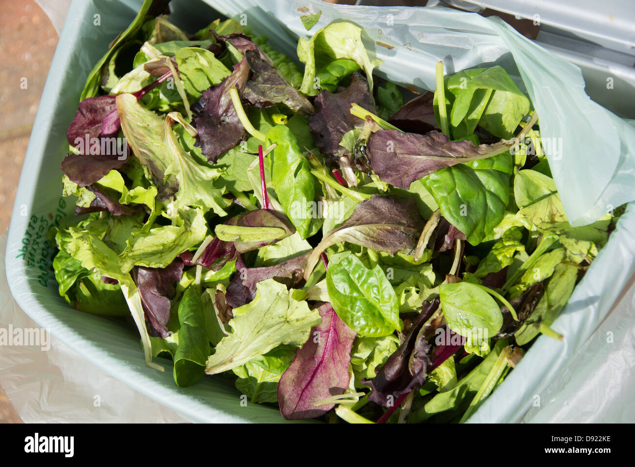 Très bon mais un peu plus à jour salade jetée dans un bac de recyclage. Banque D'Images