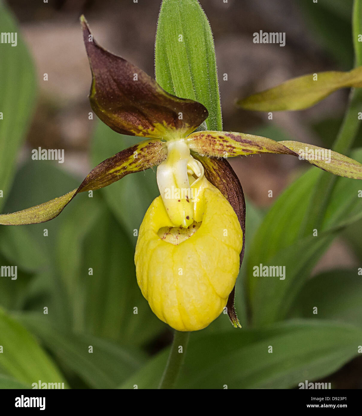 Lady's Slipper Orchid (Cypripedium calceolus). Photographié à la démarche des castrats, Silverdale, Lancashire Banque D'Images
