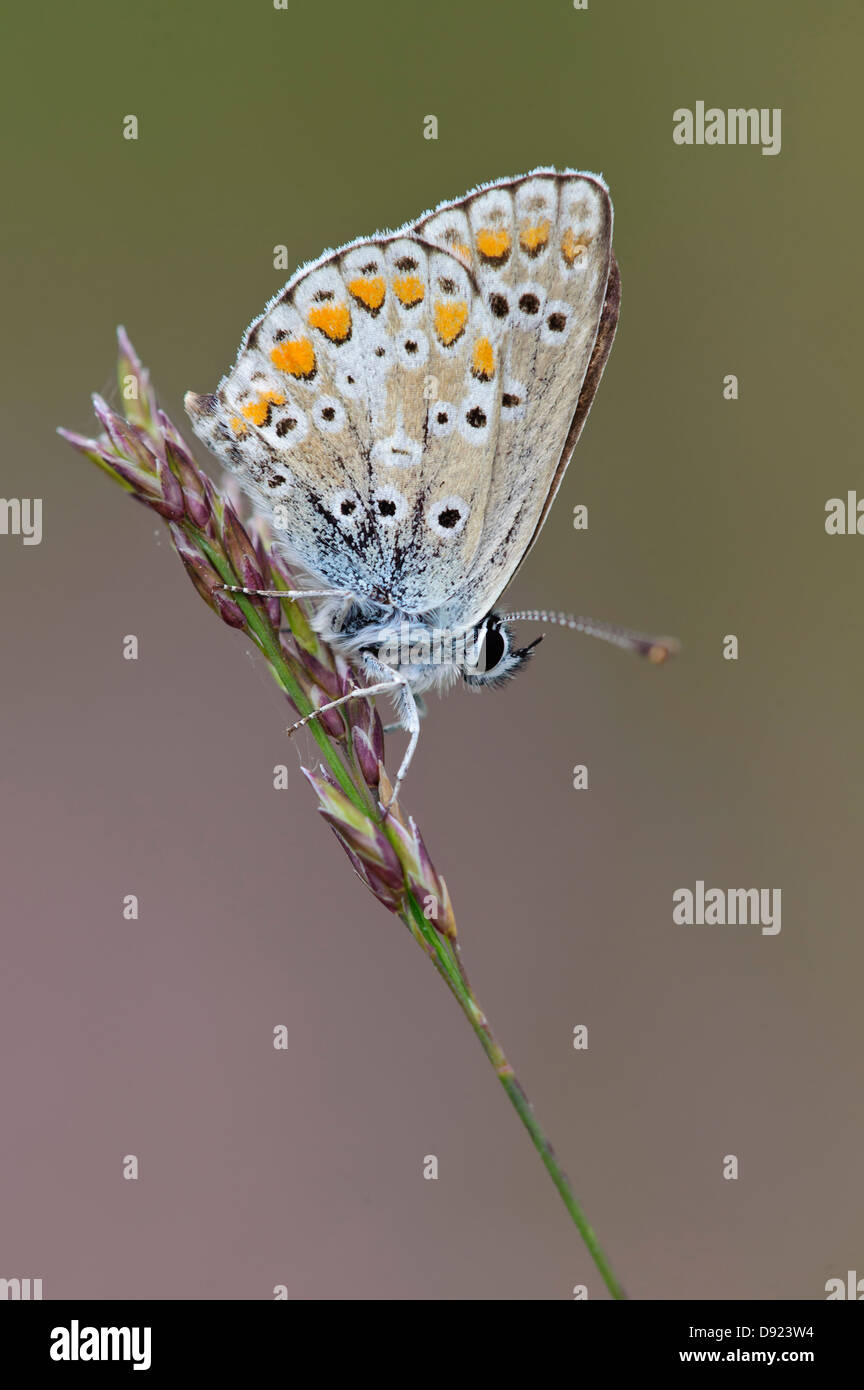 Hauhechel-Bläuling, BLEU commun, Papillon, Polyommatus icarus Banque D'Images