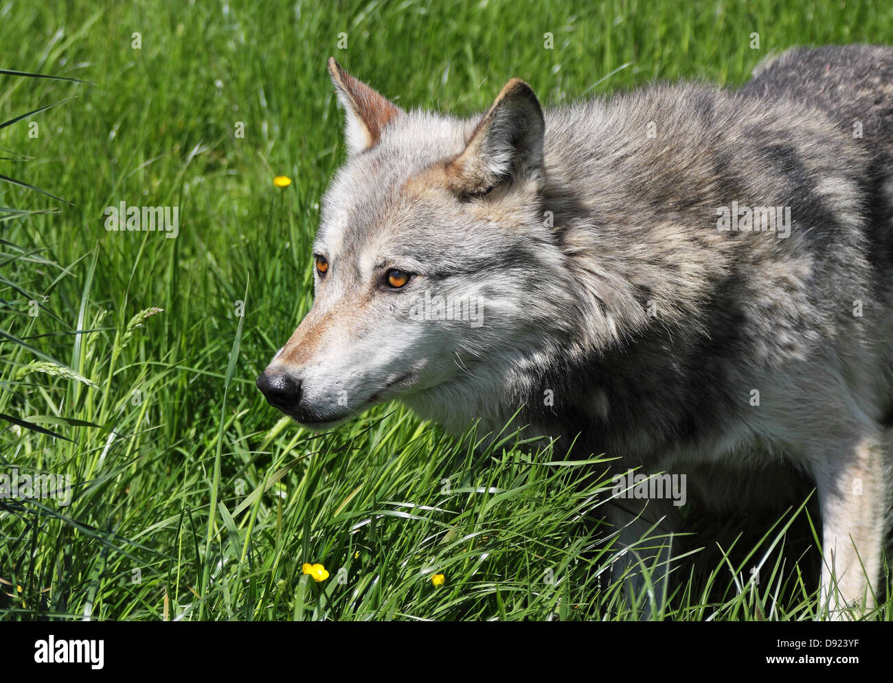 La chasse au loup gris dans l'herbe Banque D'Images