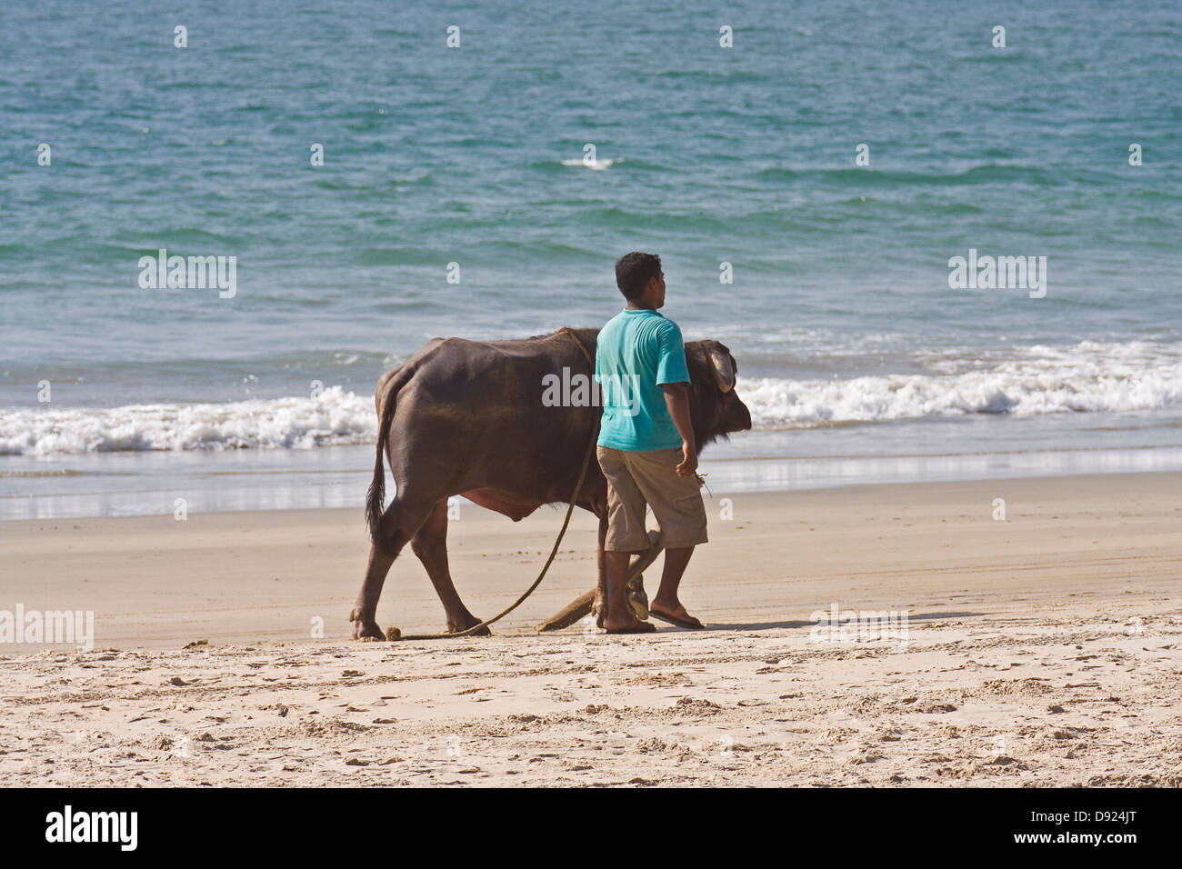 L'Asie, l'Inde, Goa, Inde, Benaulim va avec un buffle marche le long de la plage Banque D'Images