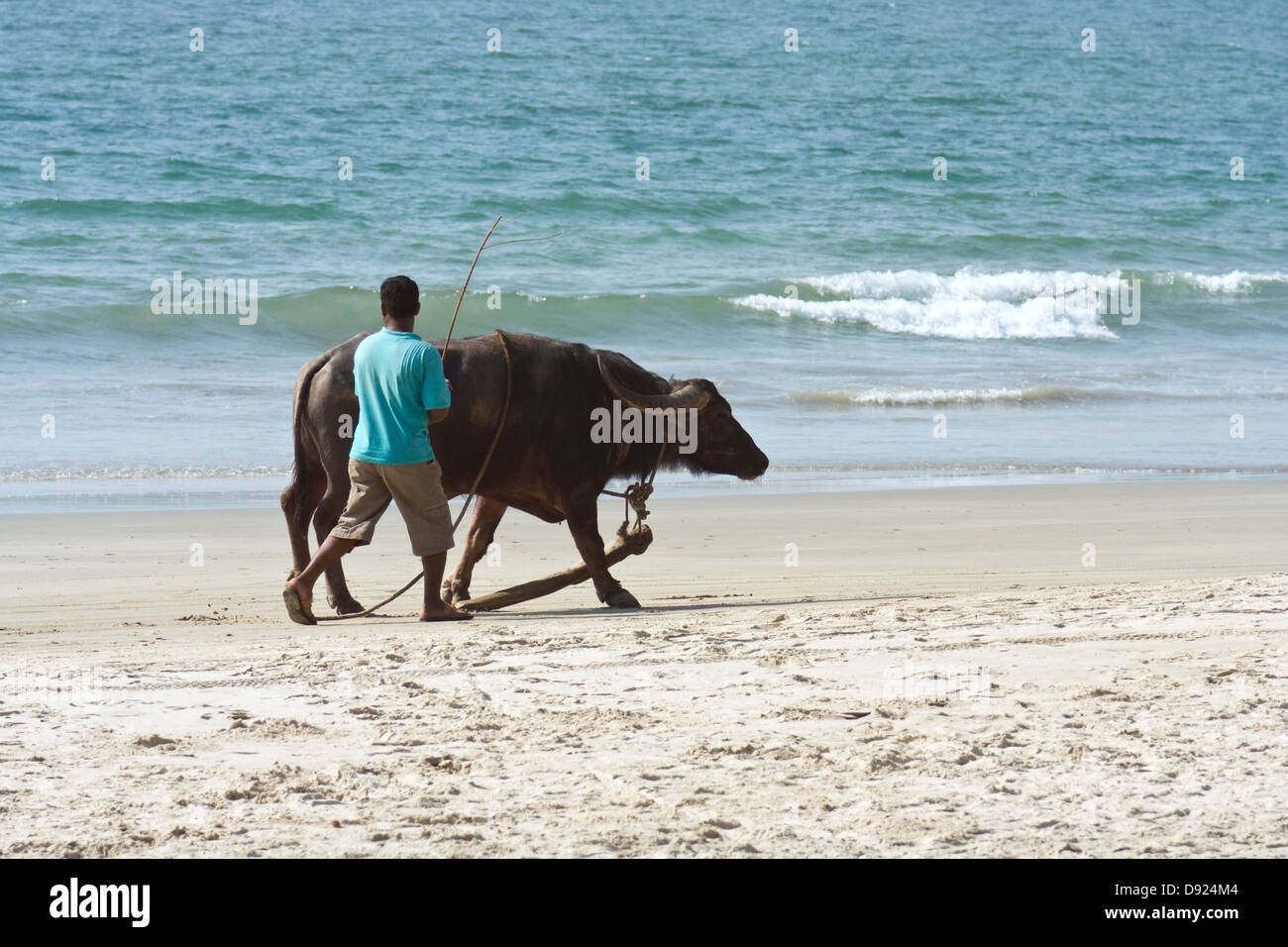 L'Asie, l'Inde, Goa, Inde, Benaulim va avec un buffle marche le long de la plage Banque D'Images