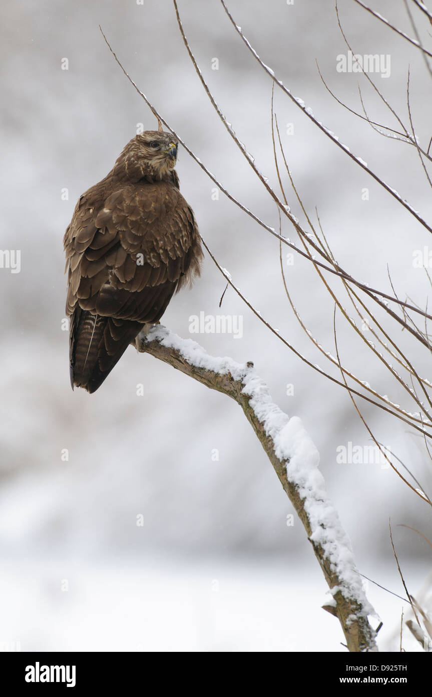 Maeusebussard, Buse variable, Buteo buteo Banque D'Images