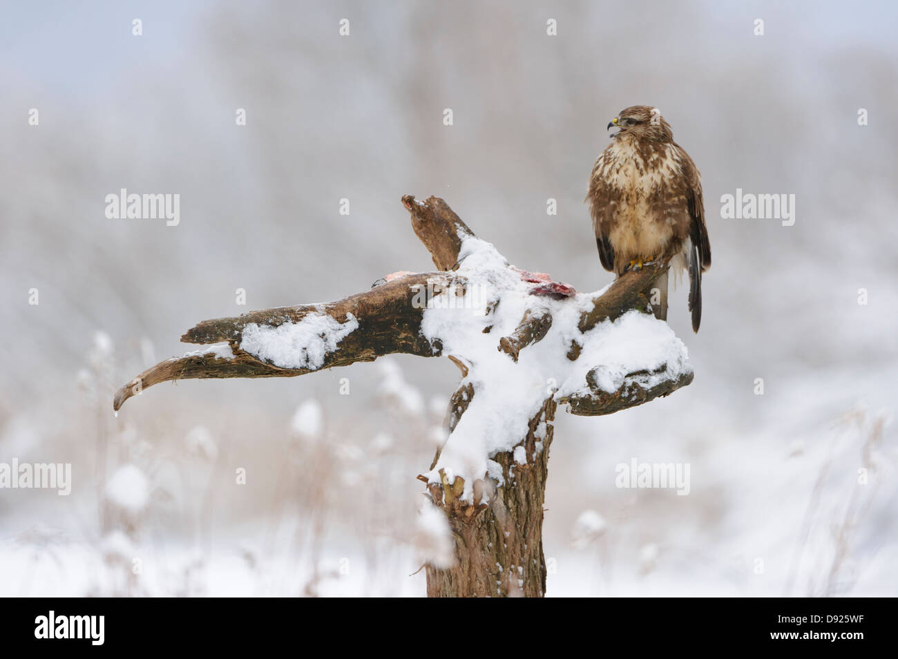 Maeusebussard, Buse variable, Buteo buteo Banque D'Images