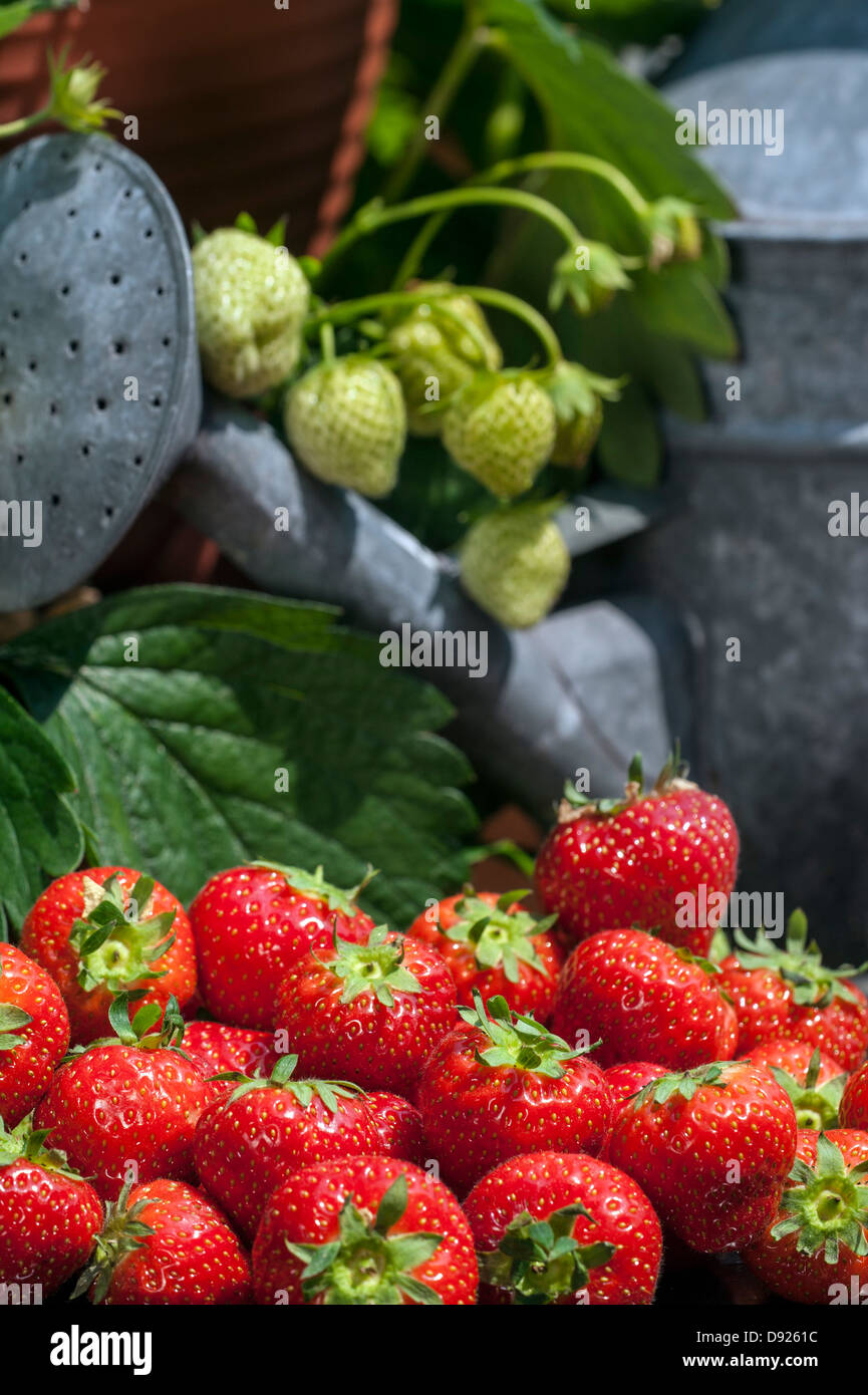 Arrosoir et tas de fraisiers jardin mûres récoltées (Fragaria × ananassa) et fruit non mûr en été Banque D'Images