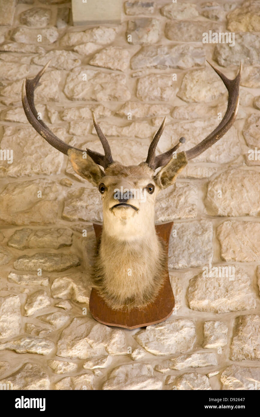 Stags Head monté sur un mur de château Banque D'Images