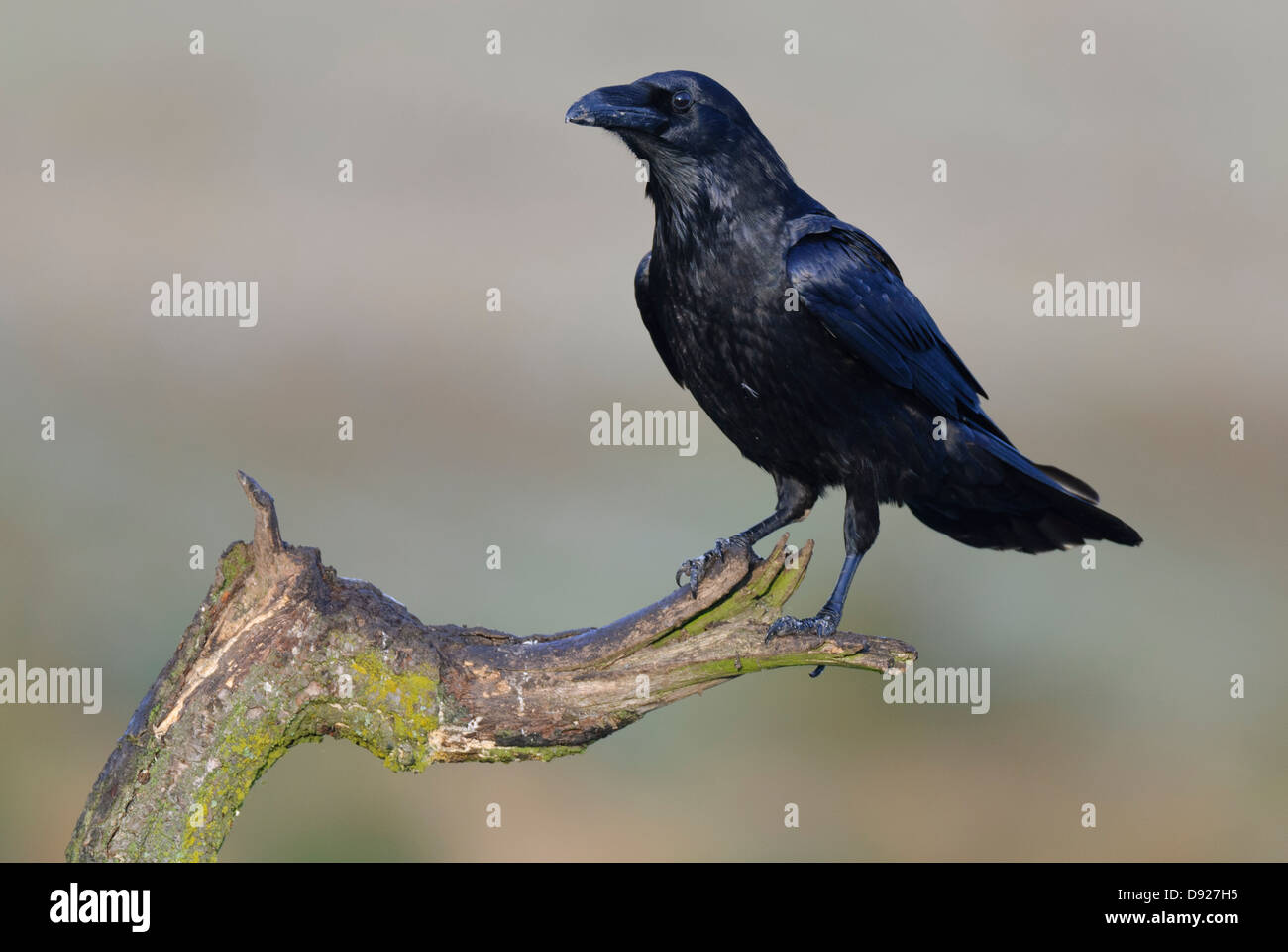 Grand Corbeau, Corvus Corax, Raven Kolkrabe du Nord, Banque D'Images