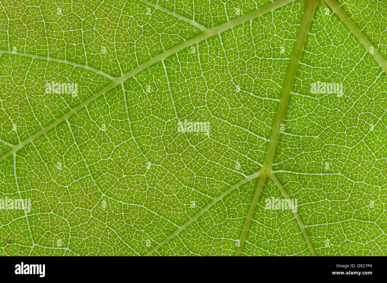 Close up Green leaf texture Banque D'Images