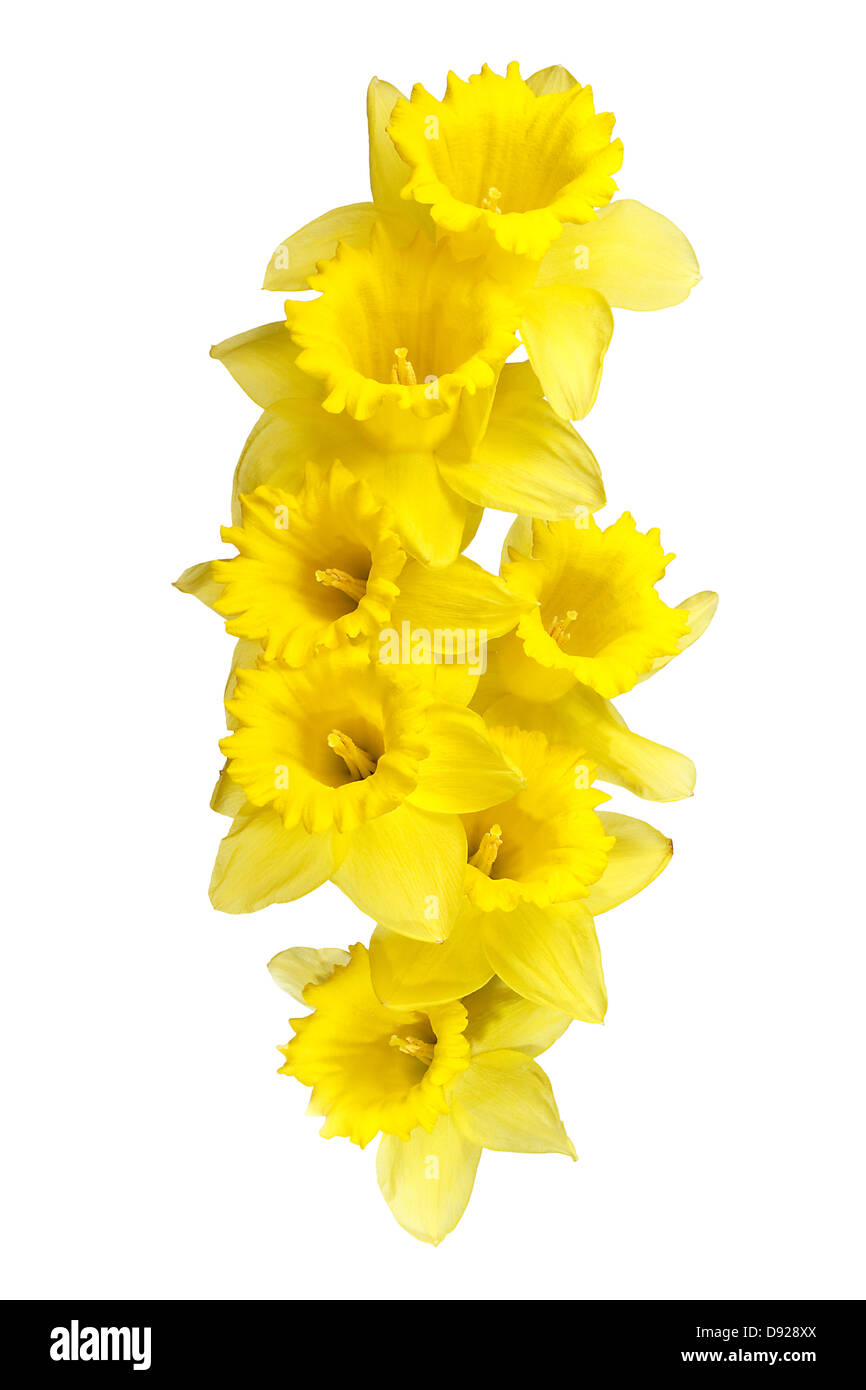 Les jonquilles border un symbole populaire de la saison du printemps dont les fleurs fleurissent au printemps Banque D'Images