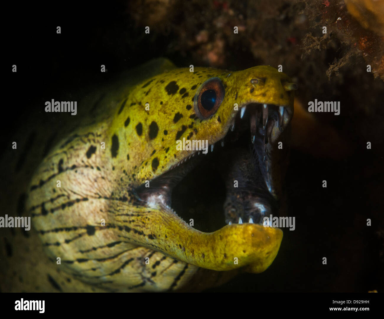 Spot-Face : murène Gymnothorax fimbriatus sur le site de plongée, Jahir 1 Détroit de Lembeh, au nord de Sulawesi, Indonésie Banque D'Images