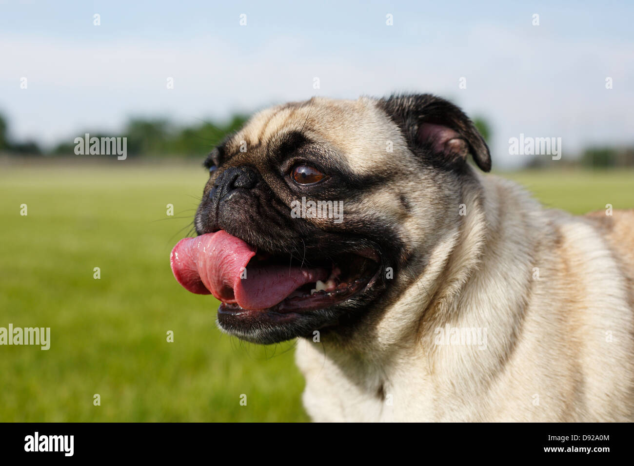 Chien Qui Sort Un Bout De Langue Quand Il Dort Portrait de chien avec la langue dehors Banque de photographies et d