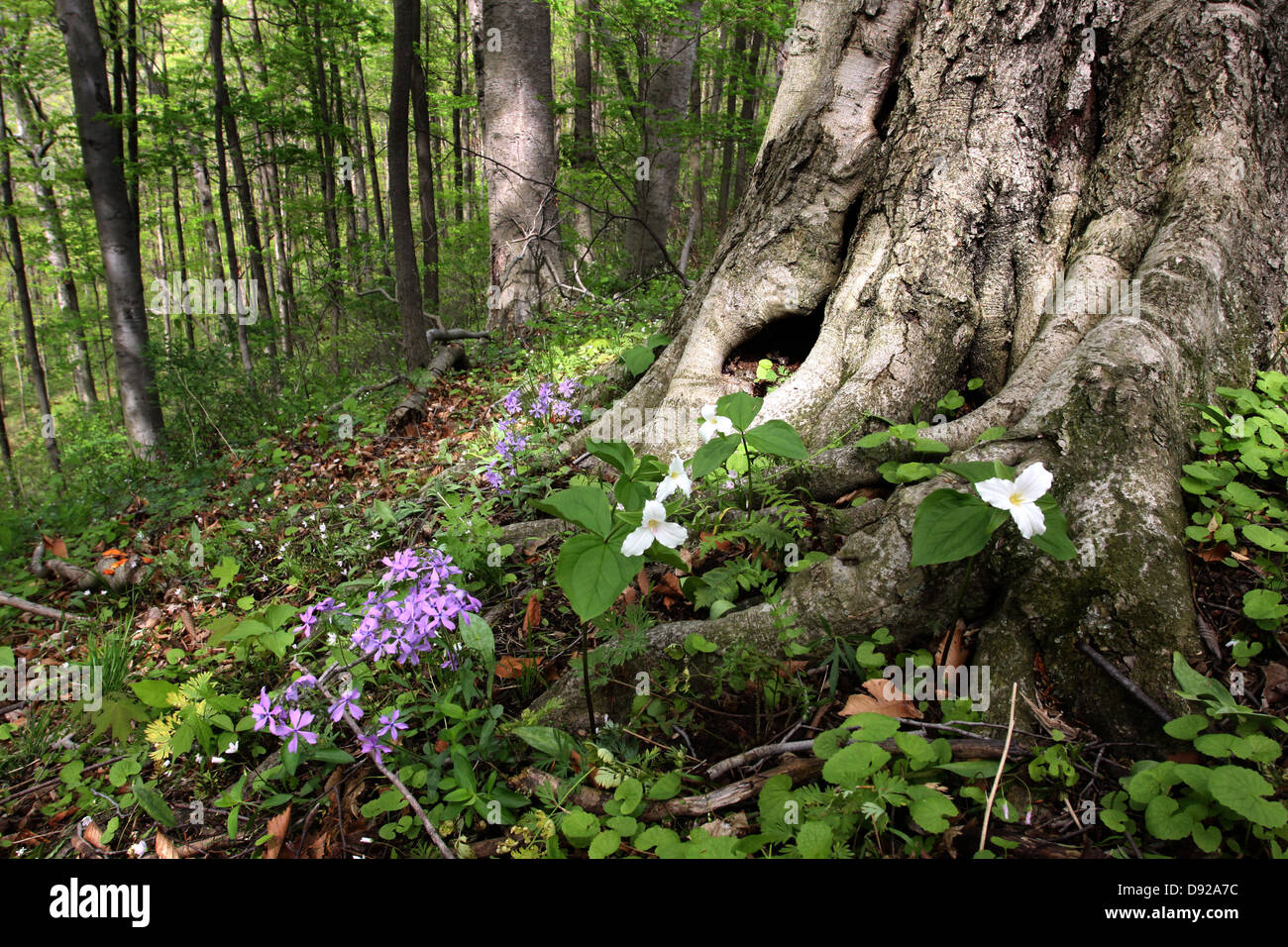 Les racines des arbres hêtre avec fleurs de printemps en forêt, phlox trillium en Ohio Banque D'Images