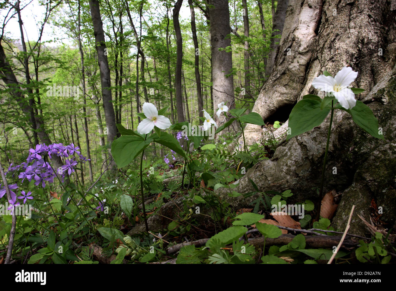 Les racines des arbres hêtre avec fleurs de printemps en forêt, phlox trillium en Ohio Banque D'Images