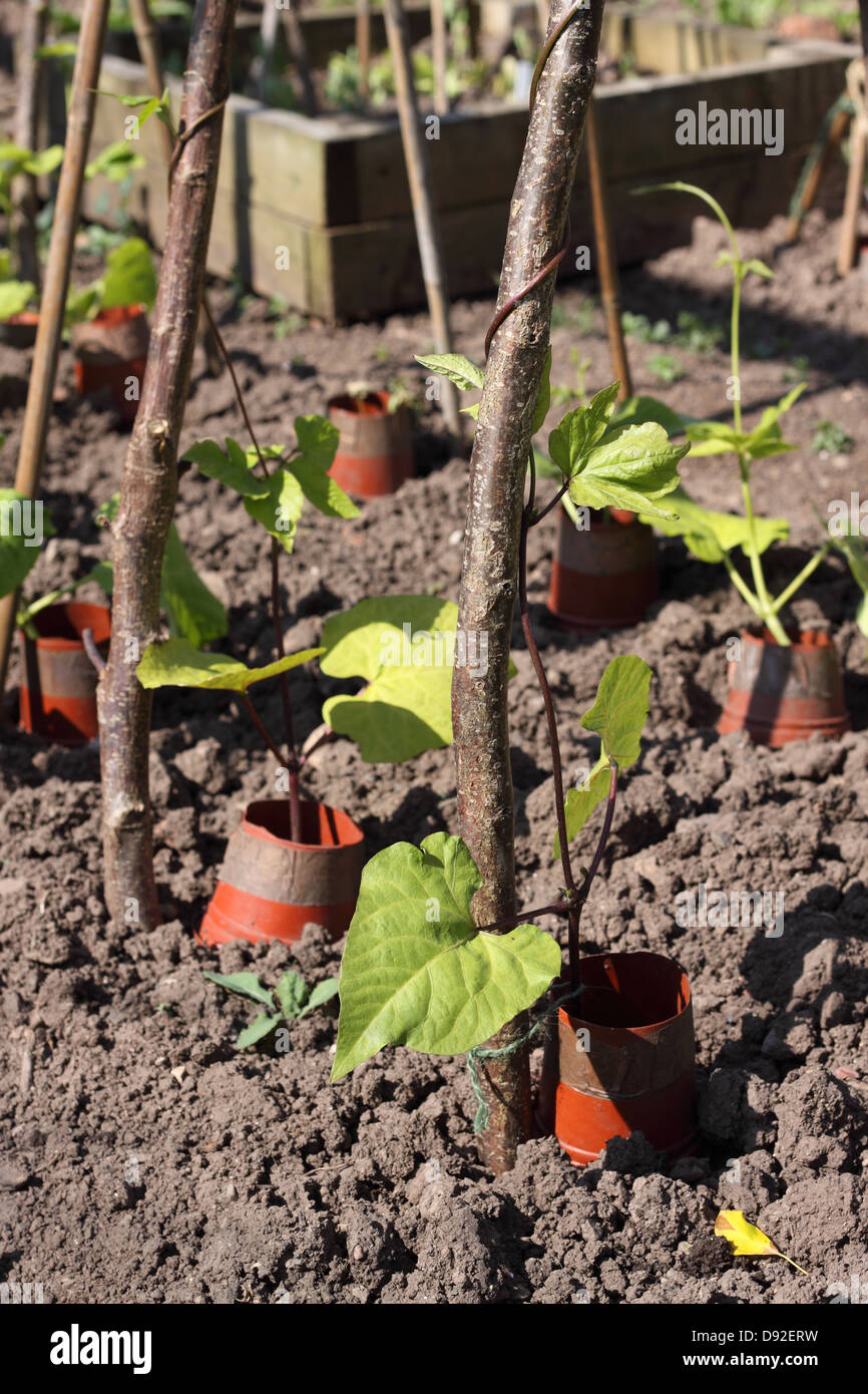Haricots poussant dans un potager avec de vieux pots utilisés pour éloigner les limaces et escargots Banque D'Images