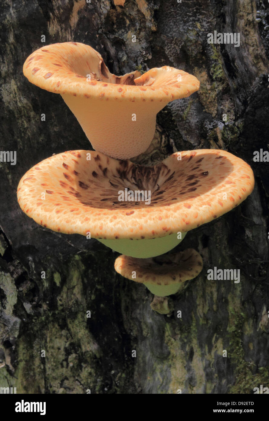 La dryade Polyporus squamosus selle ( champignons ) organe de fructification sur le bois mort, UK Banque D'Images