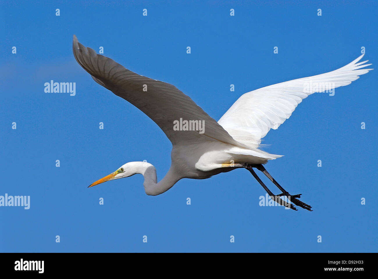 Grande Aigrette Ardea alba, battant Banque D'Images