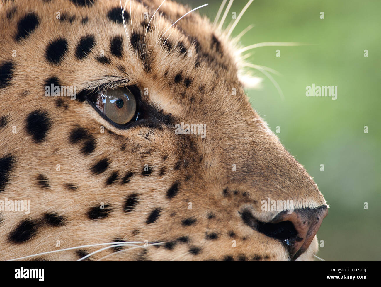 Homme panthère (gros plan sur les yeux) Banque D'Images