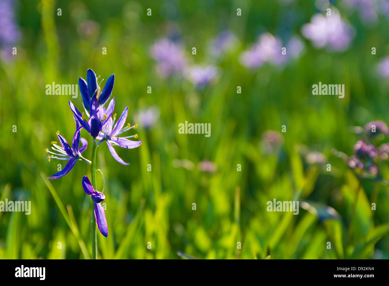 Fleurs pourpre camas en champ vert vif en contre-jour soir lumière à Stanley, Idaho Banque D'Images