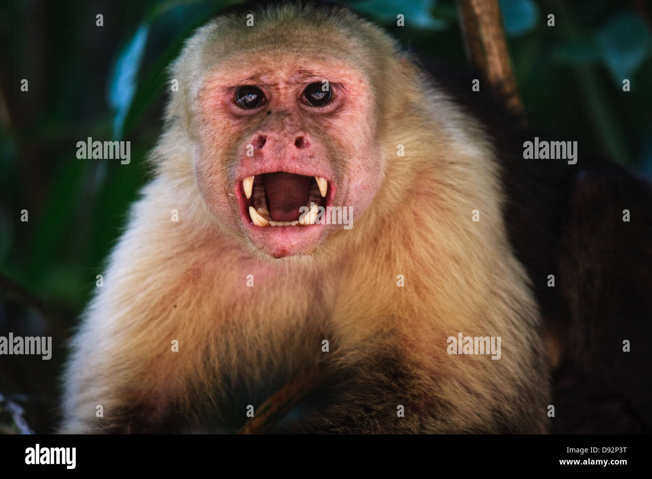 Libre d'angry white-faced monkey dans la jungle, costa rica Banque D'Images