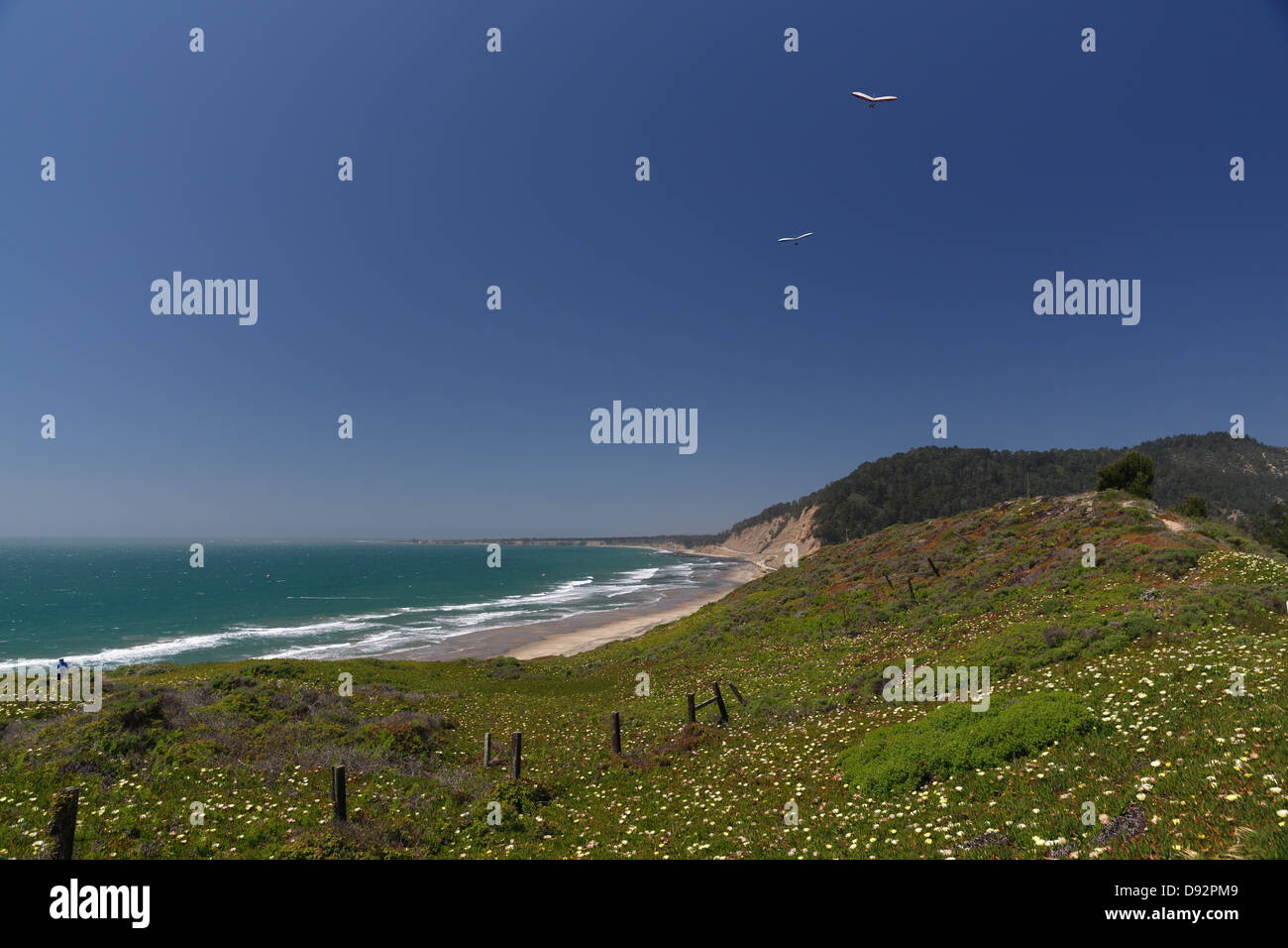 Deltaplanes monte sur la côte californienne, Ano Nuevo Bay, Californie Banque D'Images