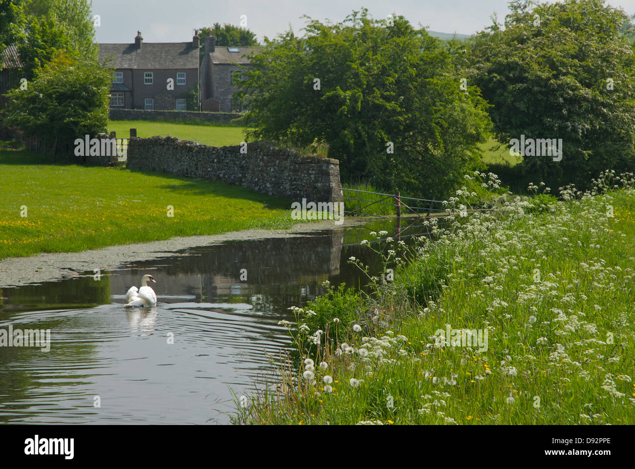 Le Lancaster Canal à Crooklands, Cumbria, Angleterre, Royaume-Uni Banque D'Images