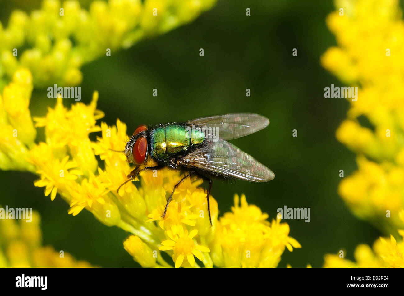 Lucilia caesar, greenbottle commun Banque D'Images