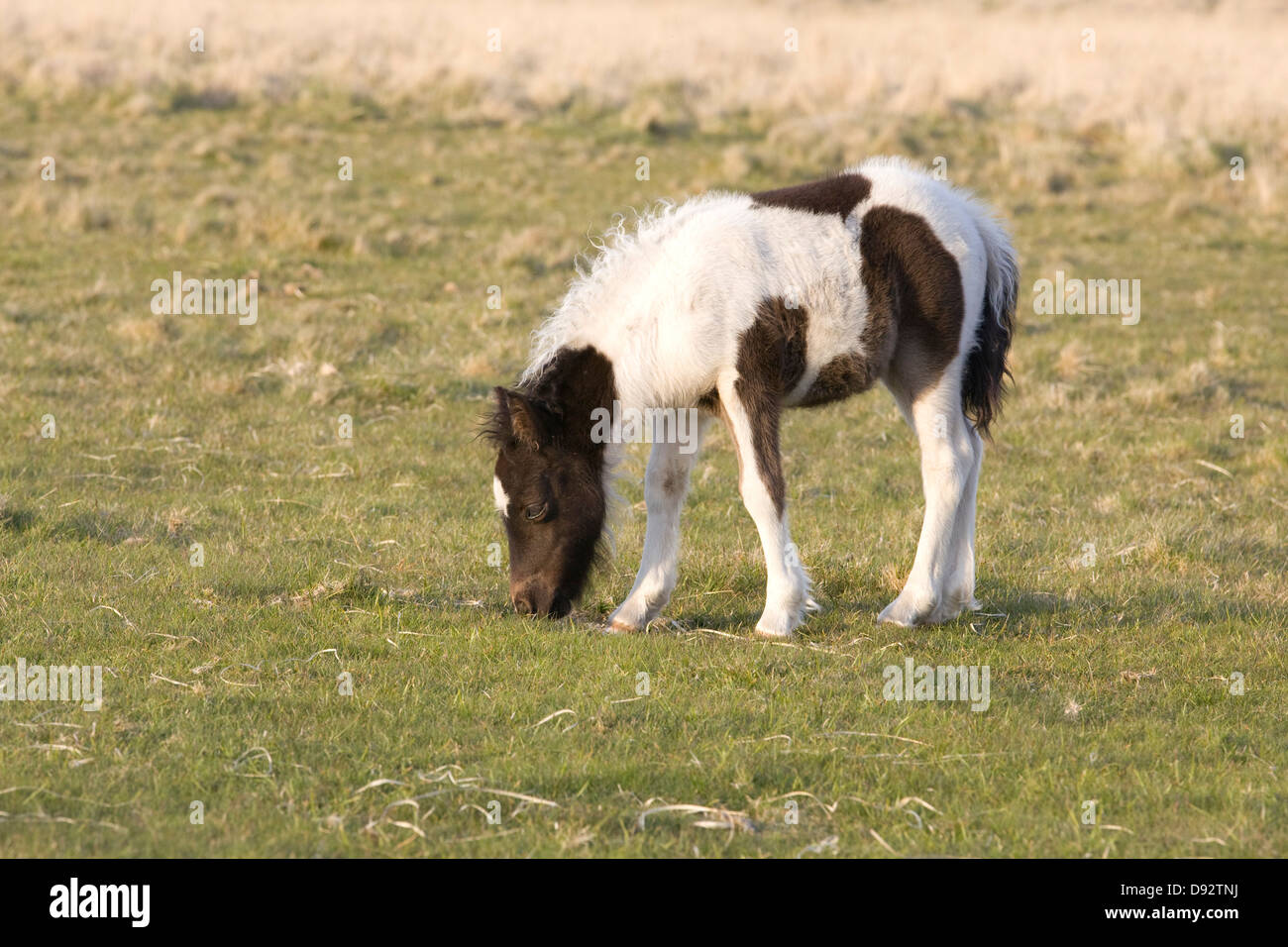 La colline de Dartmoor poulain Dartmoor National Park Devon, Angleterre Banque D'Images