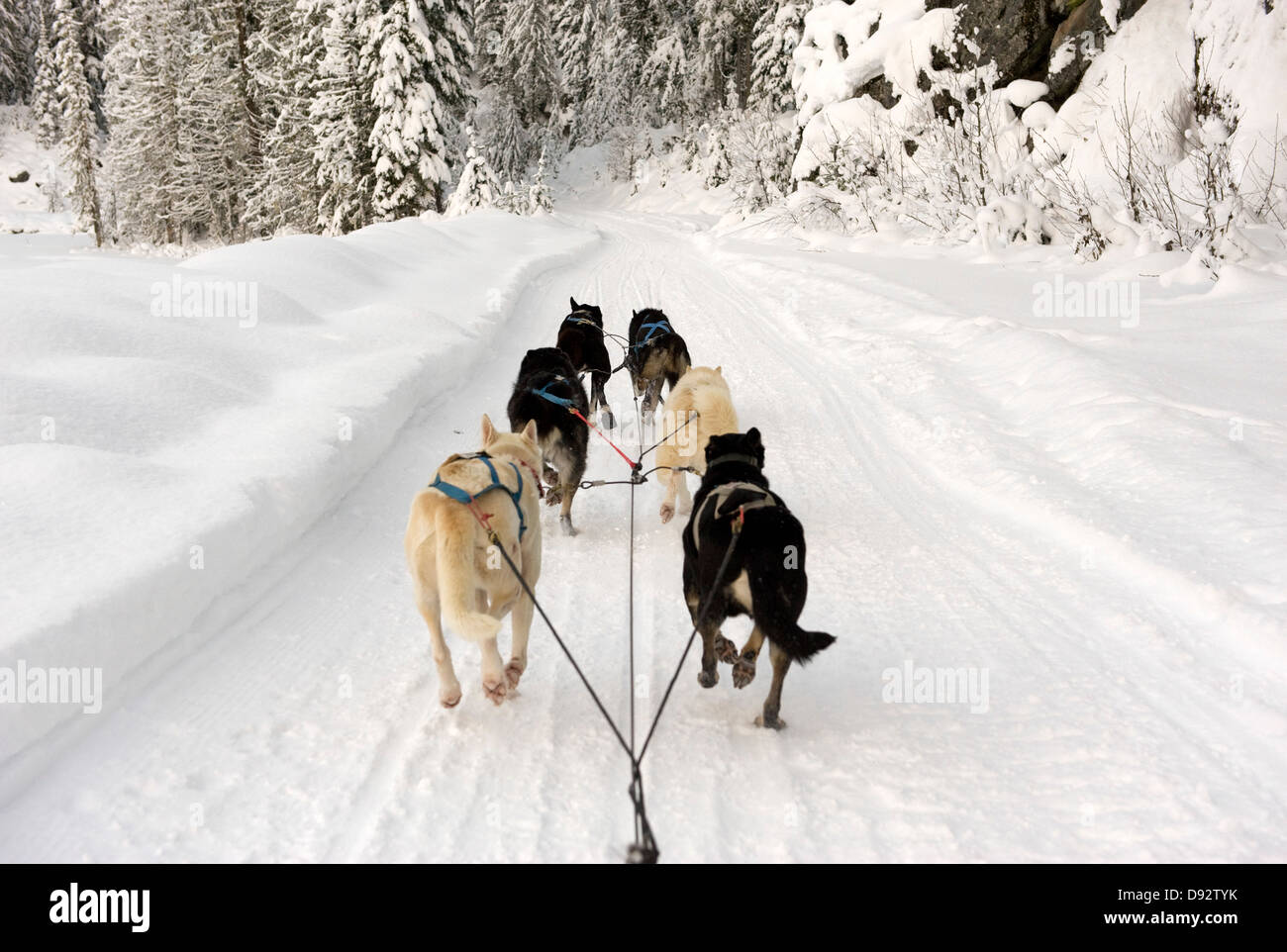 Vue arrière de chiens tirant un traîneau dans la neige Banque D'Images