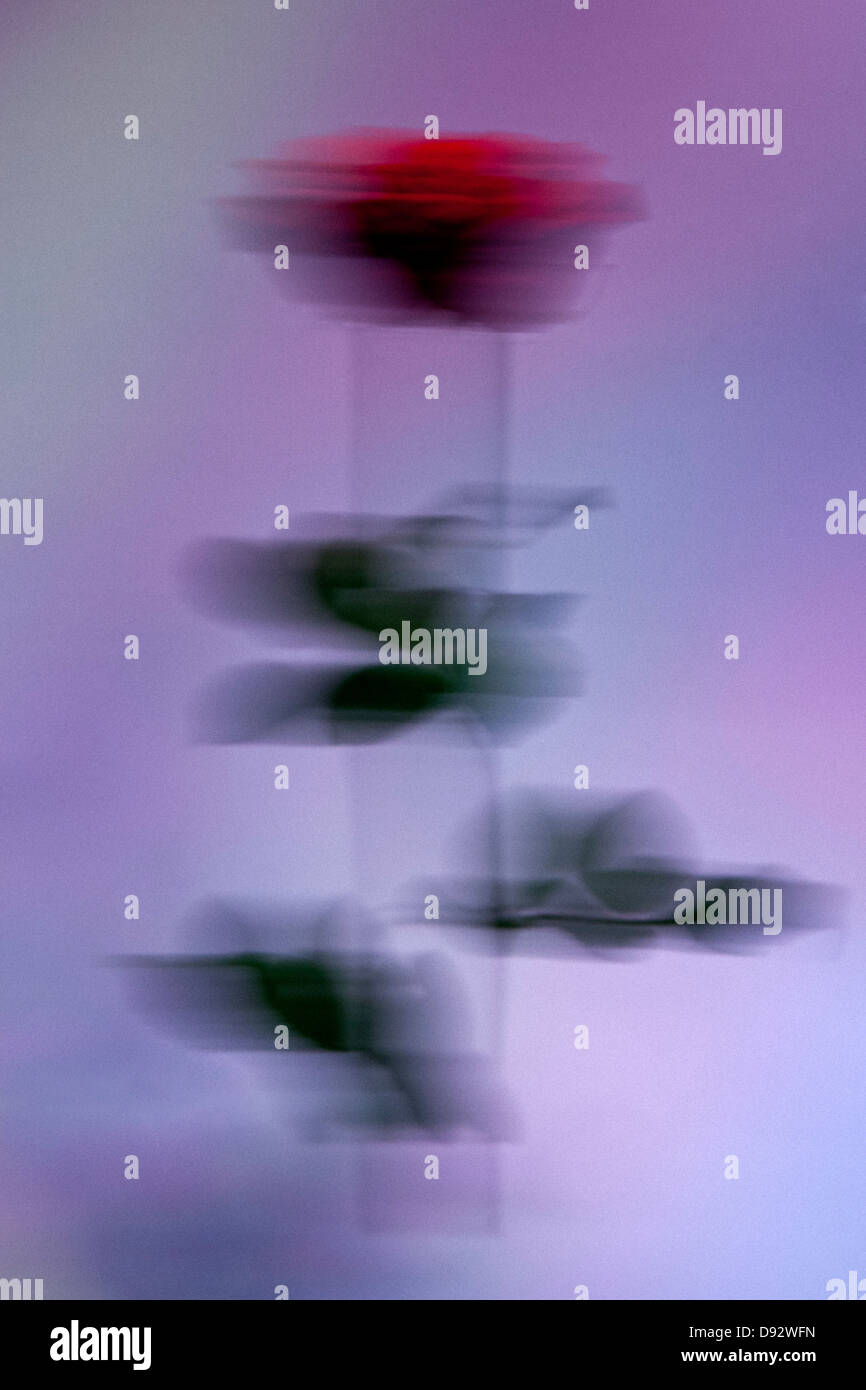 Une image de flou artistique d'une rose dans l'air contre un arrière-plan de couleur pastel Banque D'Images