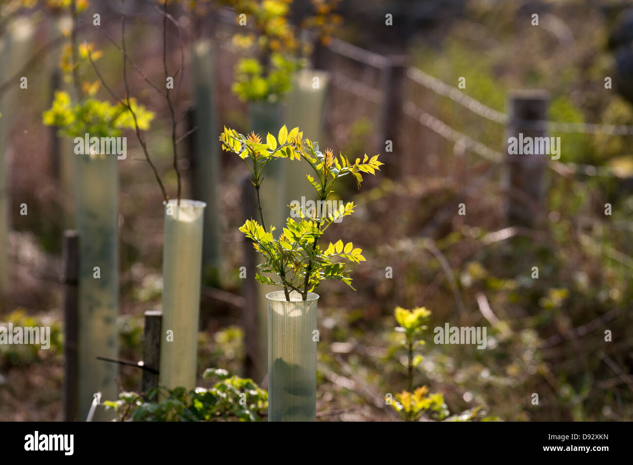 Croissance printanière sur Sorbus aucuparia Rowan. Jeunes Ash protégés par des tubes d'arbres, poussant dans la plantation forestière, North Yorkshire Moors, Garsdale, Royaume-Uni Banque D'Images
