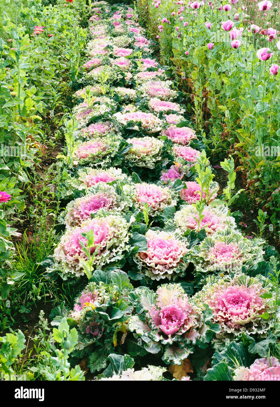 Un jardin, au Danemark. Banque D'Images