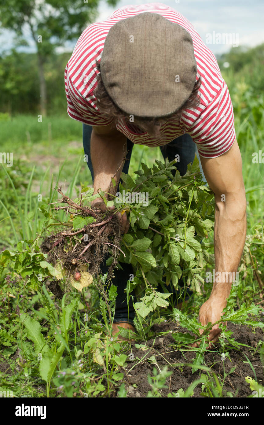 La récolte de l'homme dans le jardin Banque D'Images