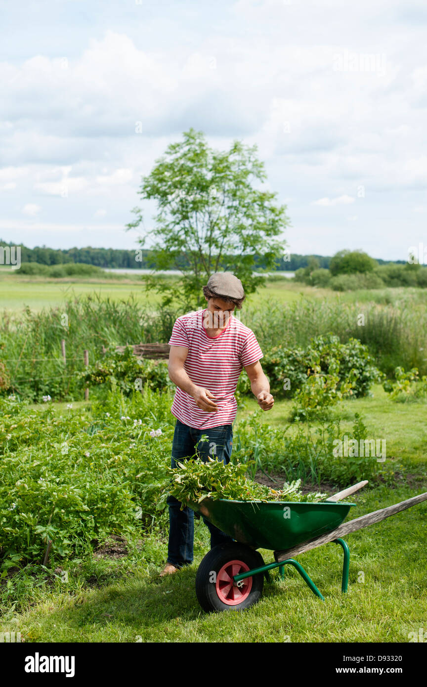 La récolte de l'homme dans le jardin Banque D'Images