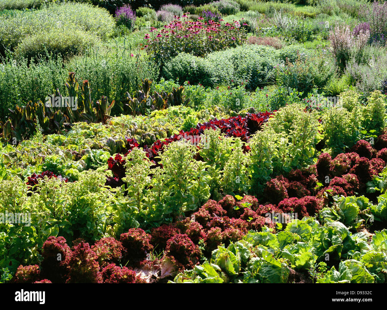 Parcelle de légumes, Skane, Suède. Banque D'Images