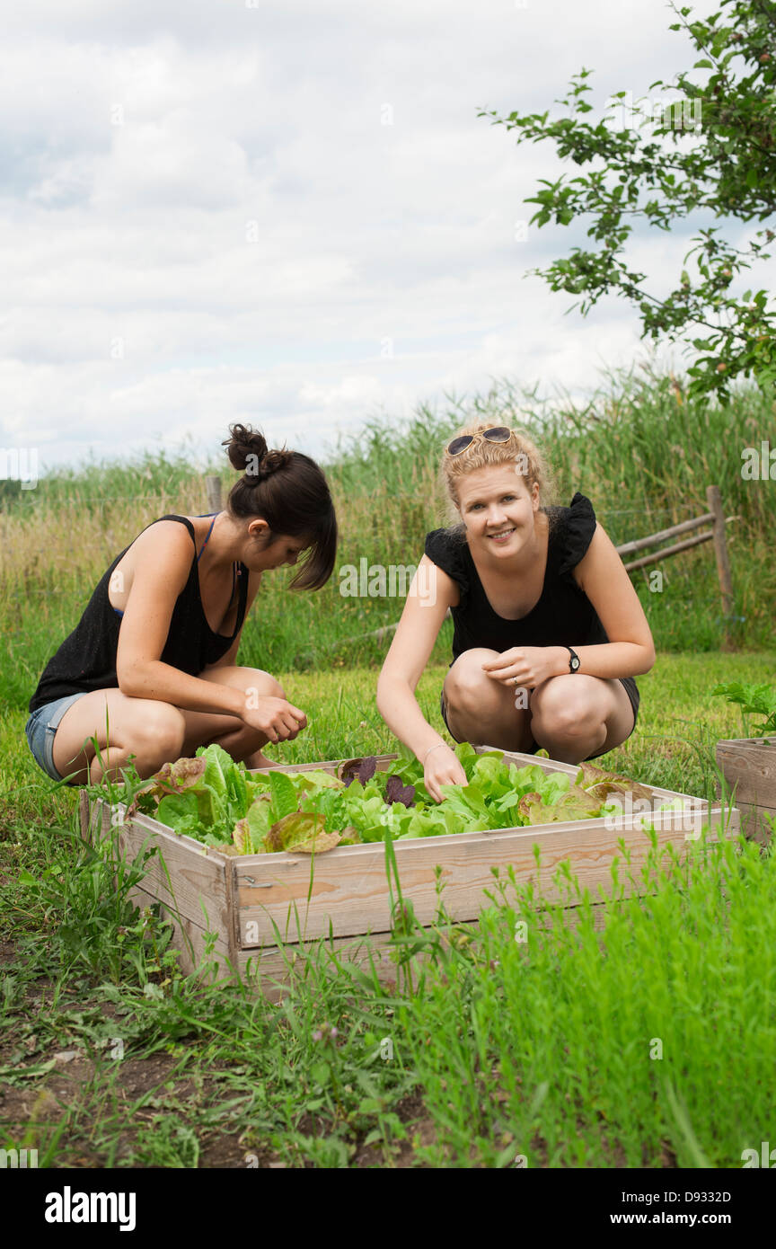 Les femmes au jardin salade préparation Banque D'Images