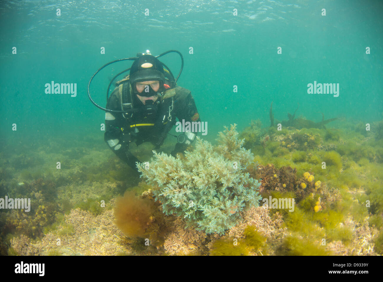 Magic Seaweed, plongeur fait enquête sur les mauvaises herbes, la baie de tamaris Kimmeridge, Dorset Wildlife Trust, réserve marine, plongée sous-marine, UK Banque D'Images