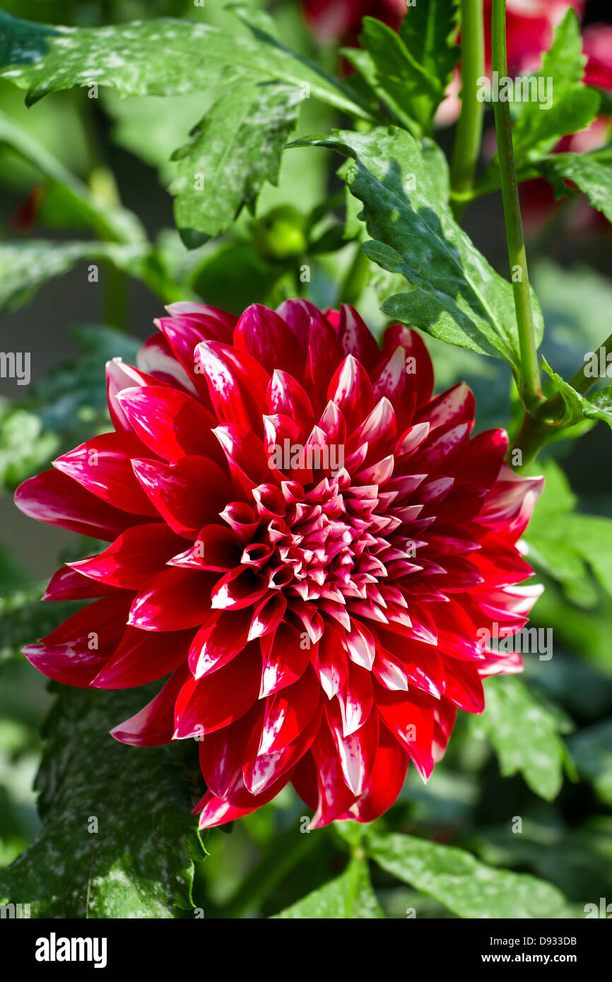 Belle fleur de chrysanthème rouge dans le jardin Banque D'Images