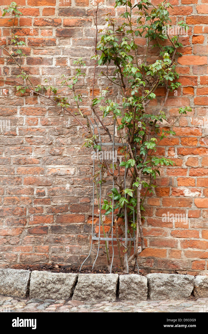 De plus en plus de plantes vertes sur l'ancien mur de briques Banque D'Images