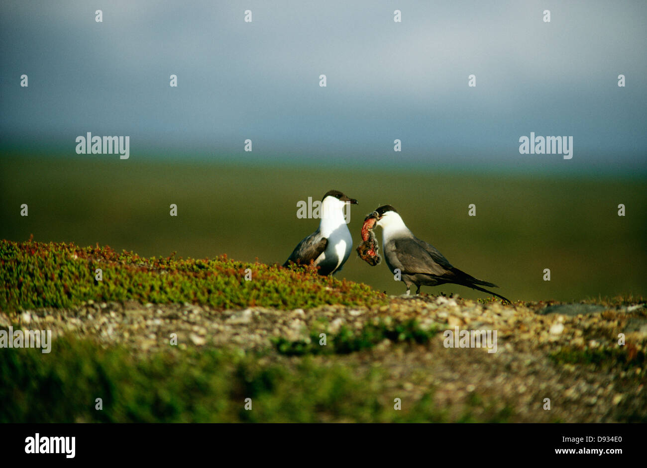 L'alimentation des oiseaux anIMAl mort Banque D'Images