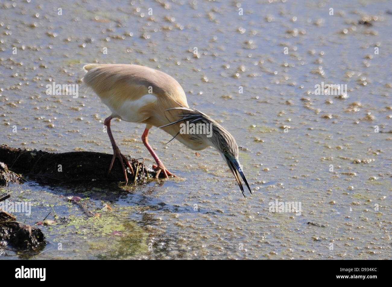 Crabier chevelu Ardeola ralloides,, Delta de l'Evros, Grèce Banque D'Images