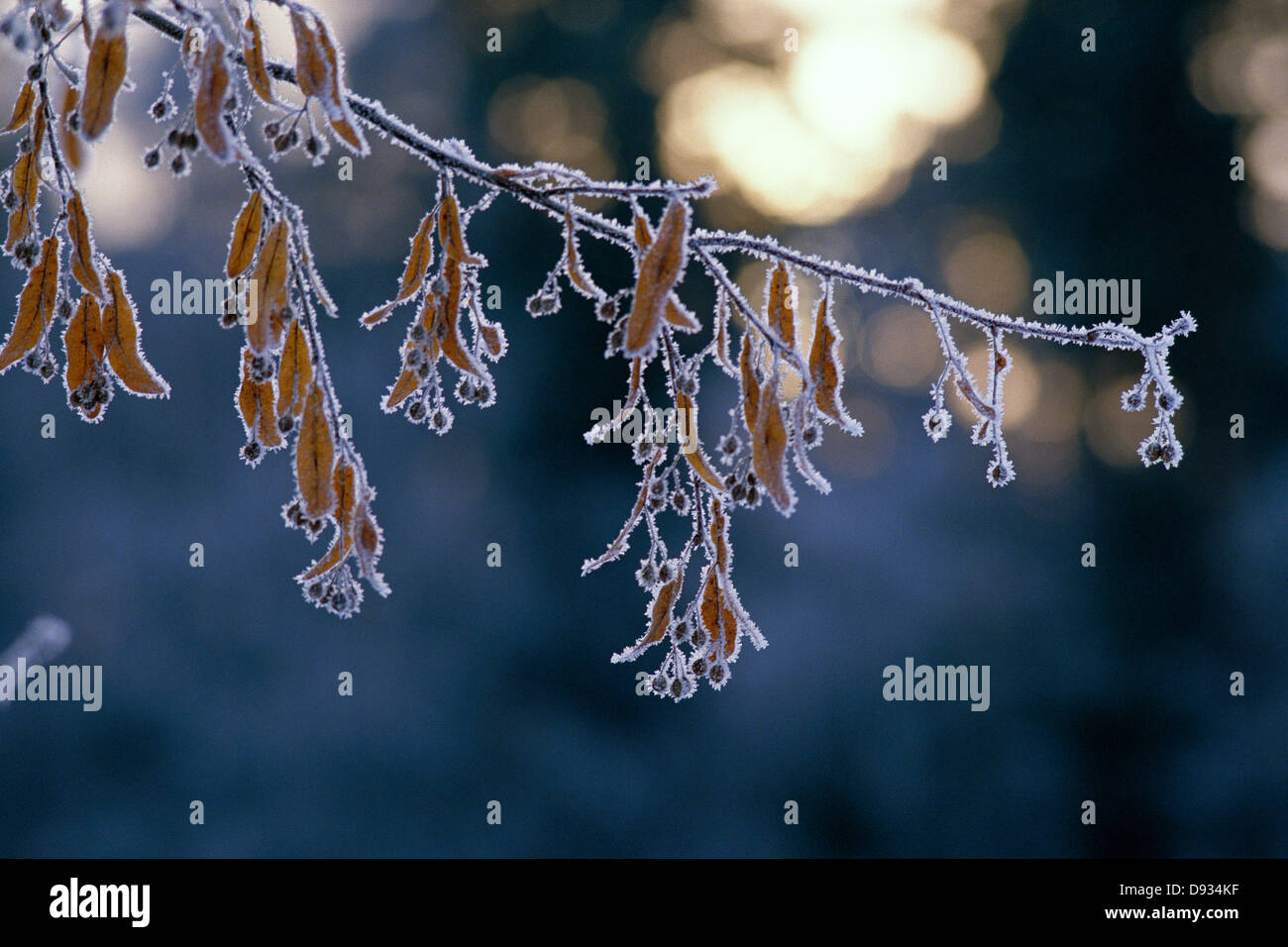 Givre sur une branche d'un tilleul. Banque D'Images