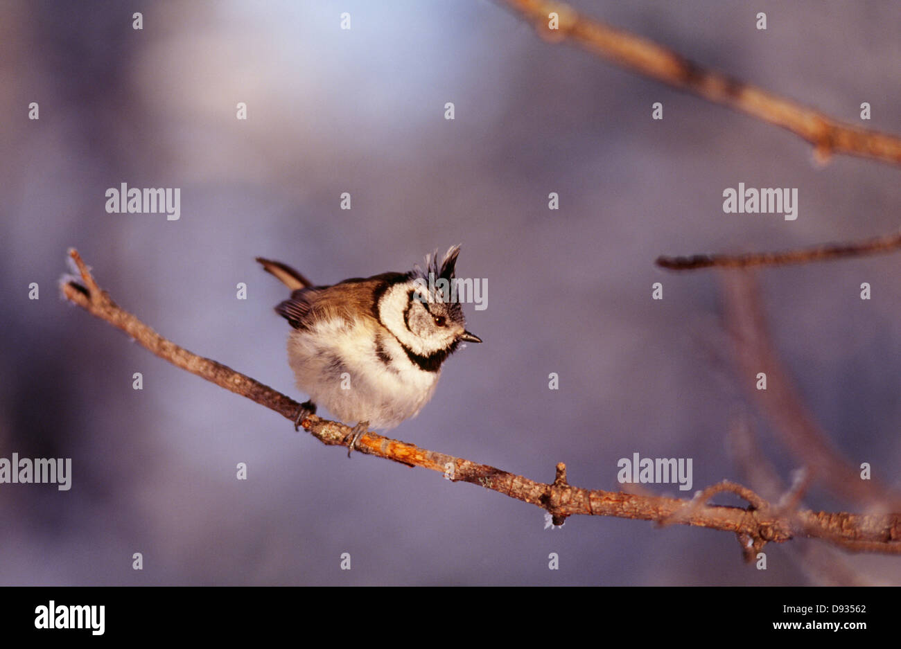 Direction générale de l'oiseau perché sur Banque D'Images