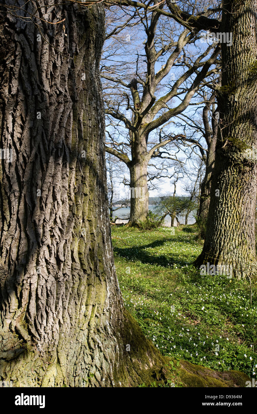 Les arbres de chêne, océan, la Suède. Banque D'Images