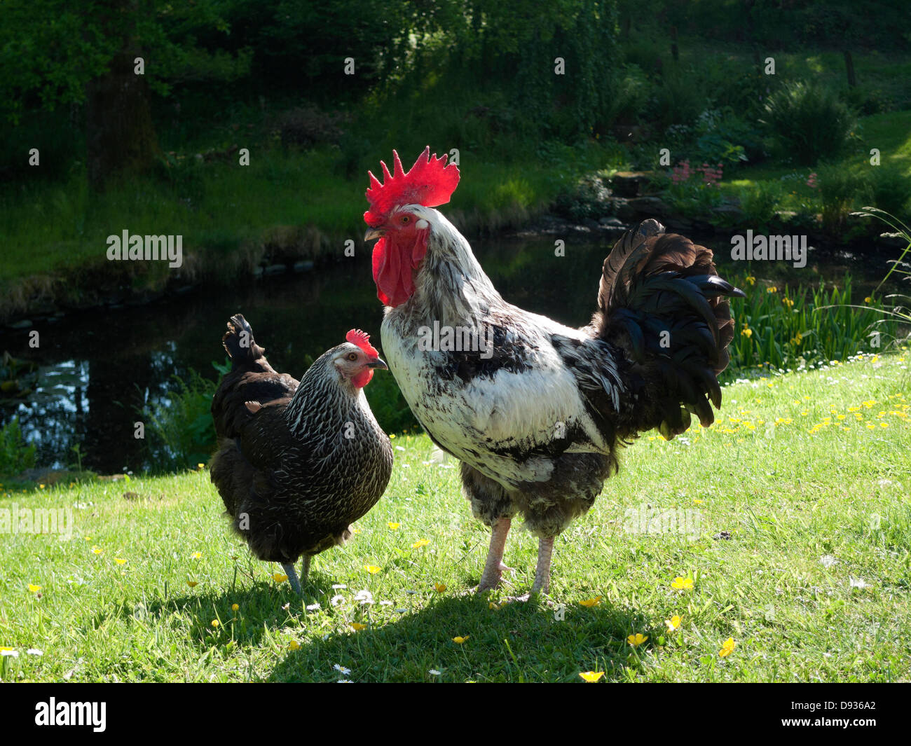 Élevage gratuit de poulets cokerel de volaille et de poules se déplacent à côté de l'étang de jardin à Llanwrda Carmarthenshire pays de Galles au Royaume-Uni. KATHY DEWITT Banque D'Images