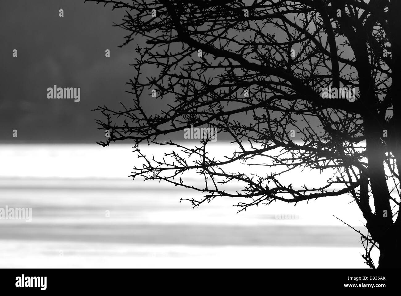 Silhouette d'un arbre, la Suède. Banque D'Images