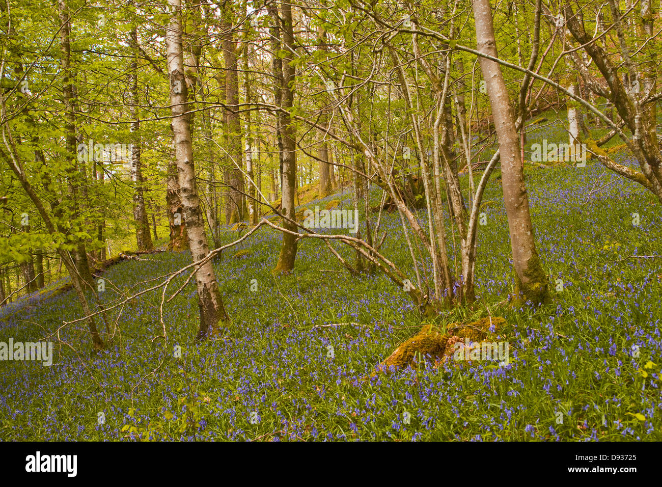 Bluebells à Rob Rash woods près de Lake Road dans le Lake District, Cumbria. Banque D'Images