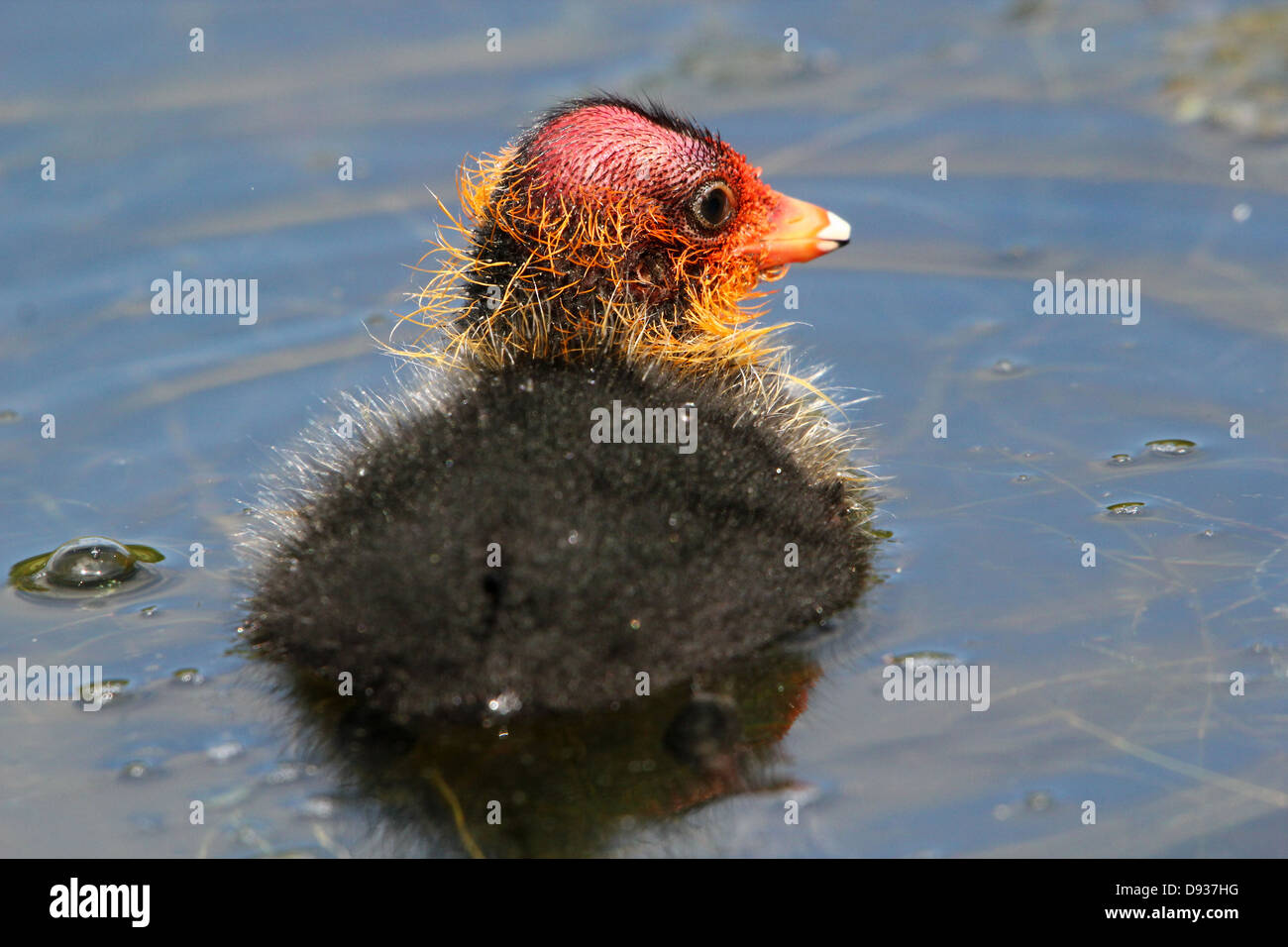 Bebe Foulque Macroule Fulica Atra Nager A Proximite Vu De Derriere Photo Stock Alamy Bebe Foulque Macroule Fulica Atra Nager A Proximite Vu De Derriere Photo Stock Alamy